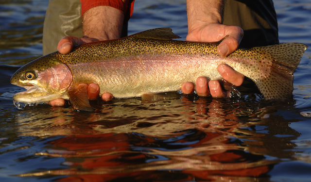 Rainbow Trout - Second Homebuyers Lured By Fly-Fishing Paradise In Steamboat Springs